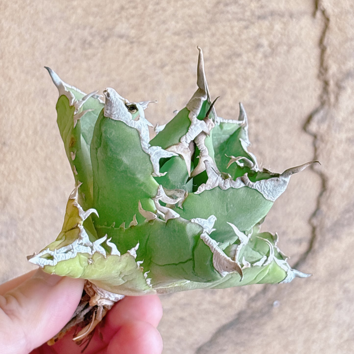 多肉植物