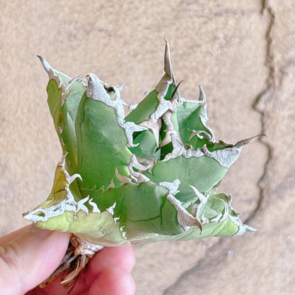 多肉植物