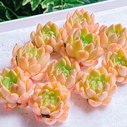 多肉植物