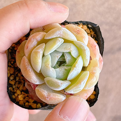 多肉植物