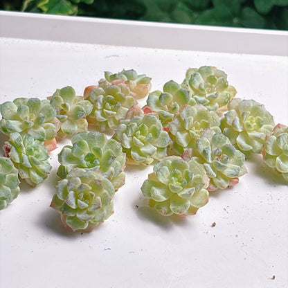 多肉植物