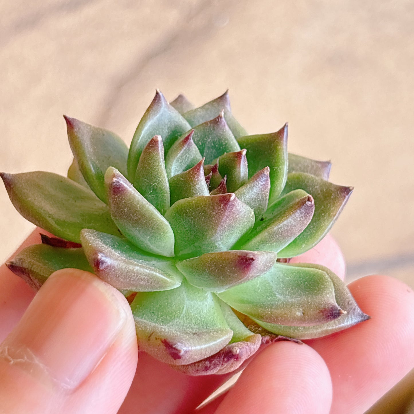 多肉植物