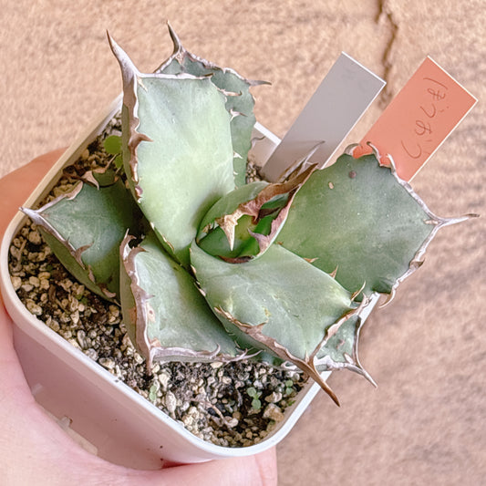 多肉植物