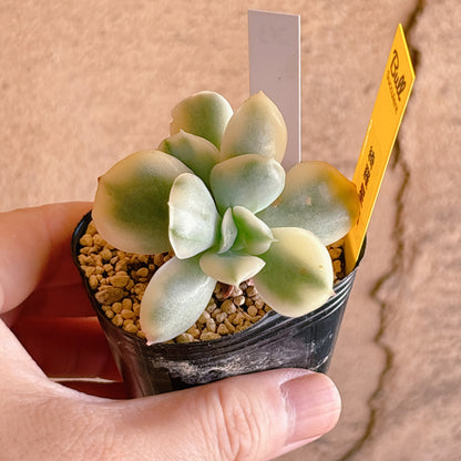 多肉植物