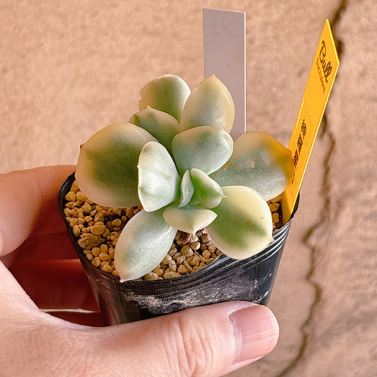 多肉植物