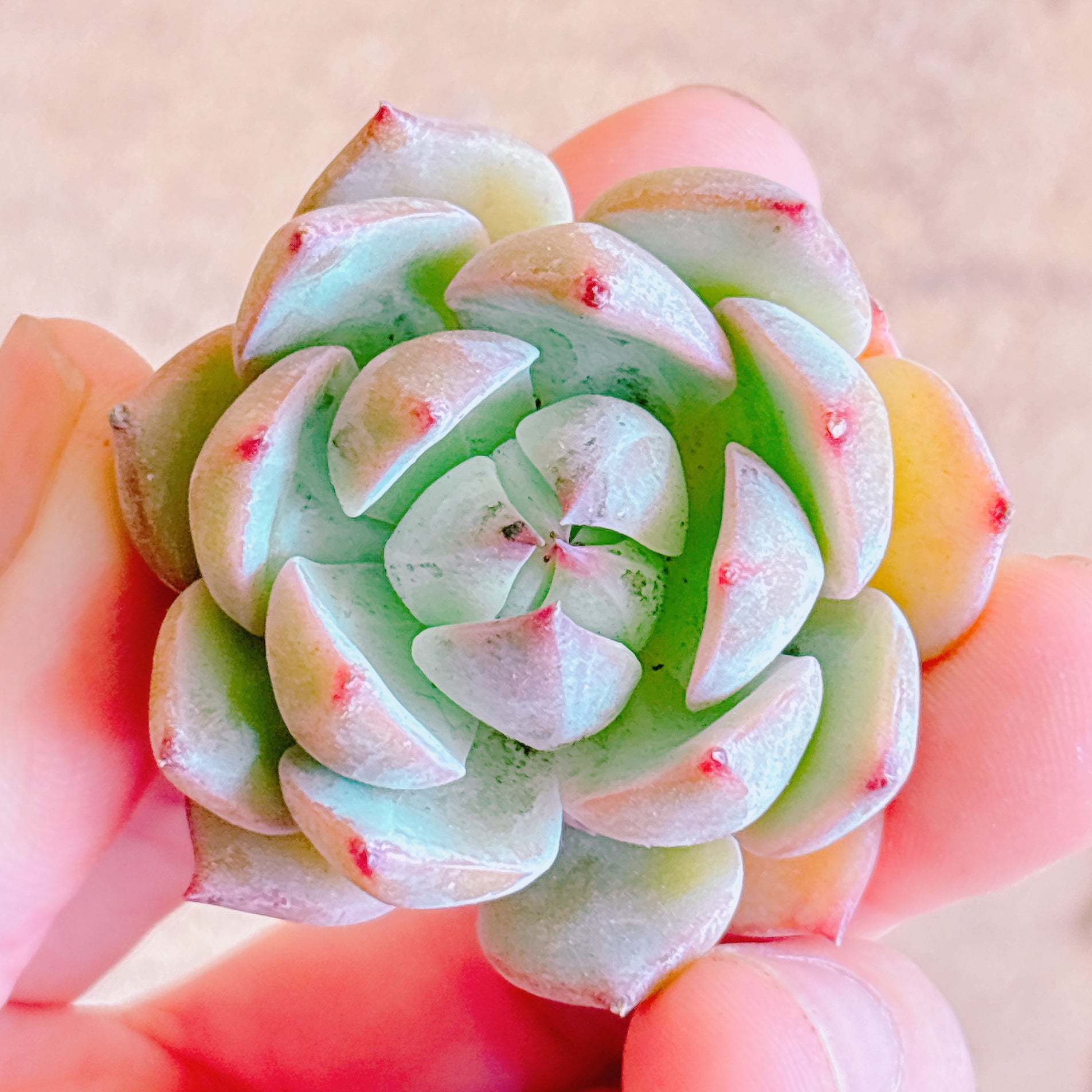 多肉植物プリズムカット苗2個セット｜Babadagultra.com