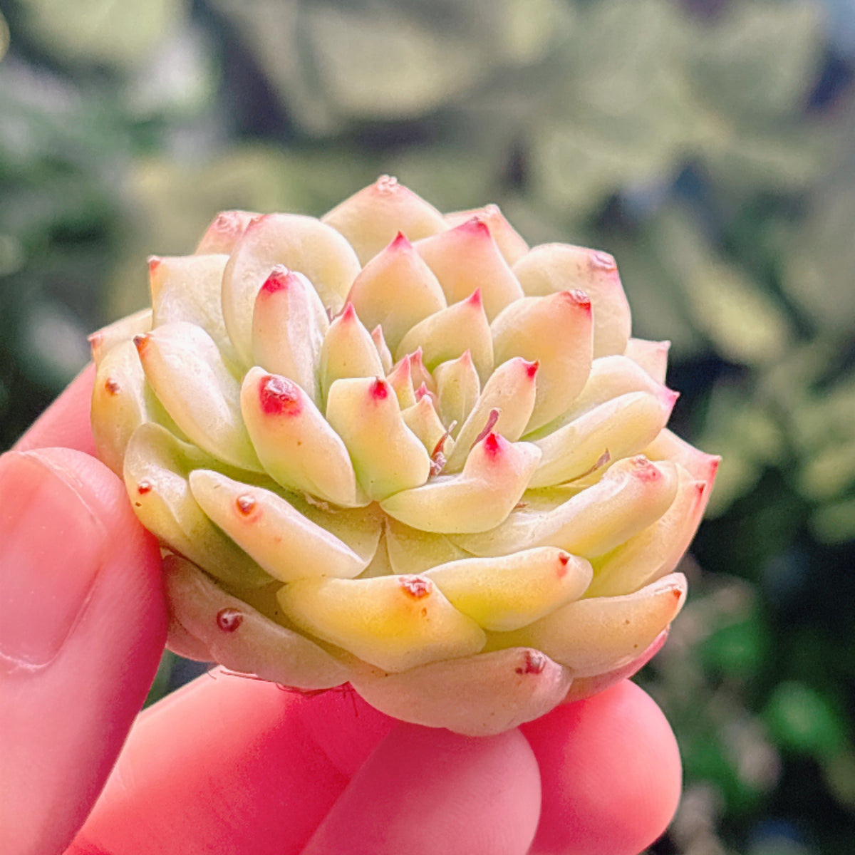 多肉植物