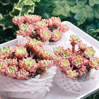 多肉植物