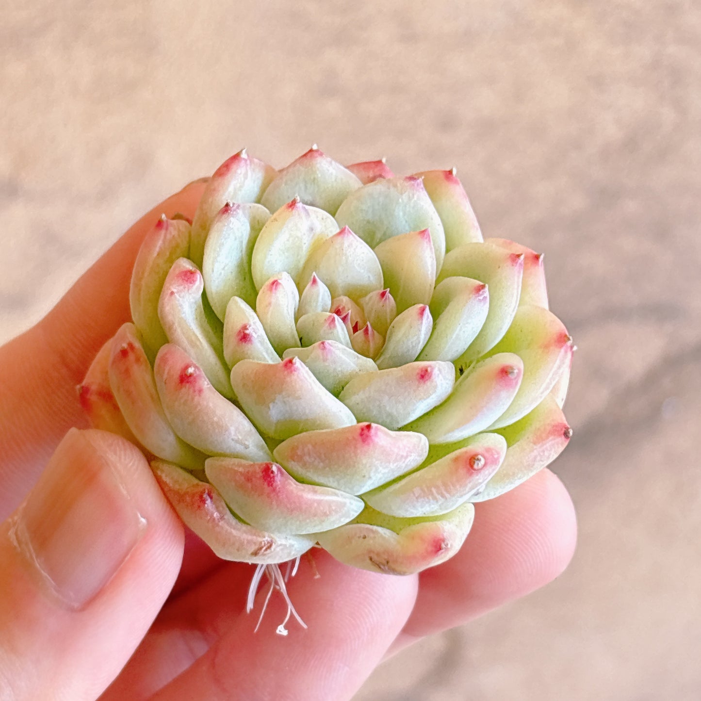 多肉植物