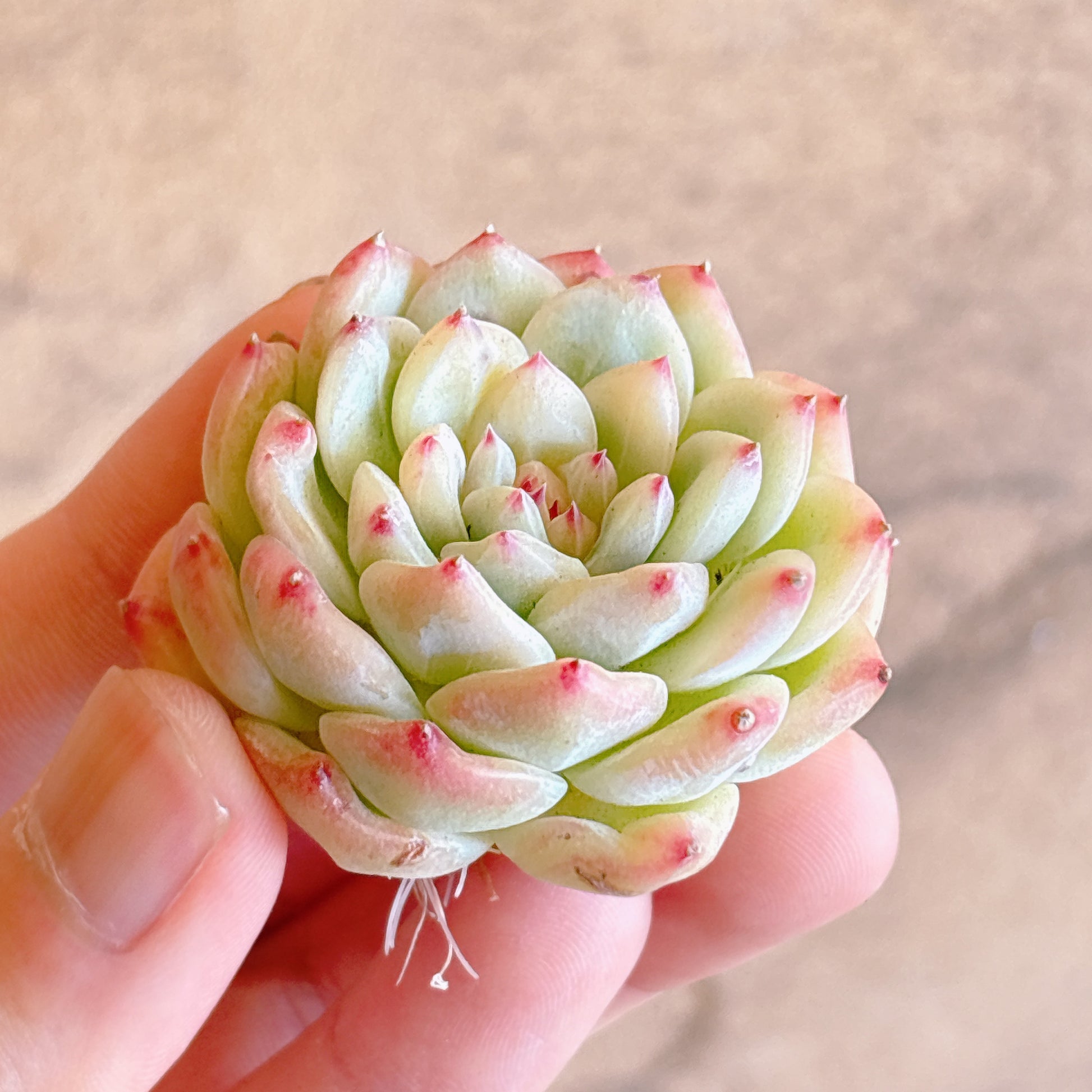 多肉植物