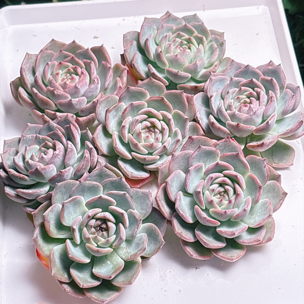 多肉植物
