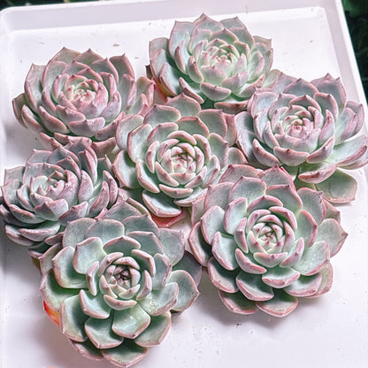 多肉植物