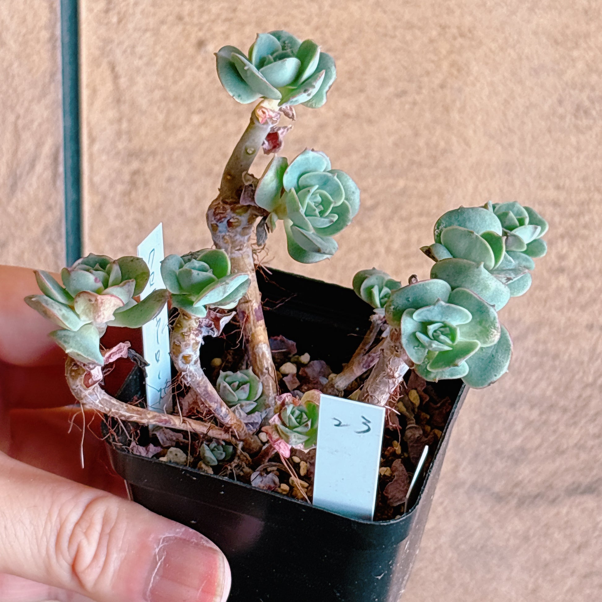多肉植物