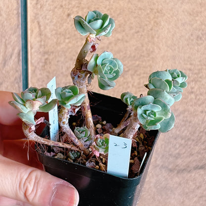 多肉植物
