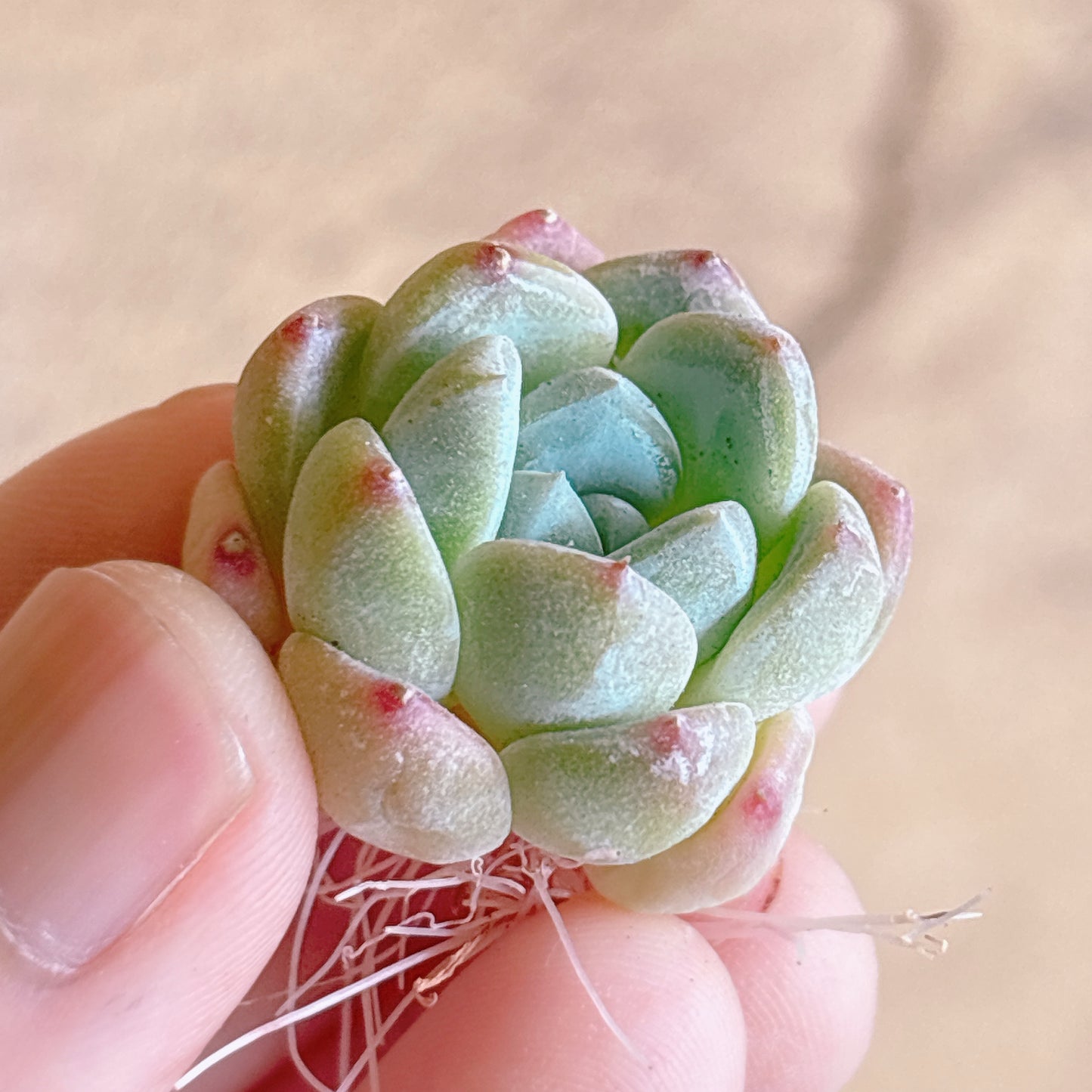 多肉植物