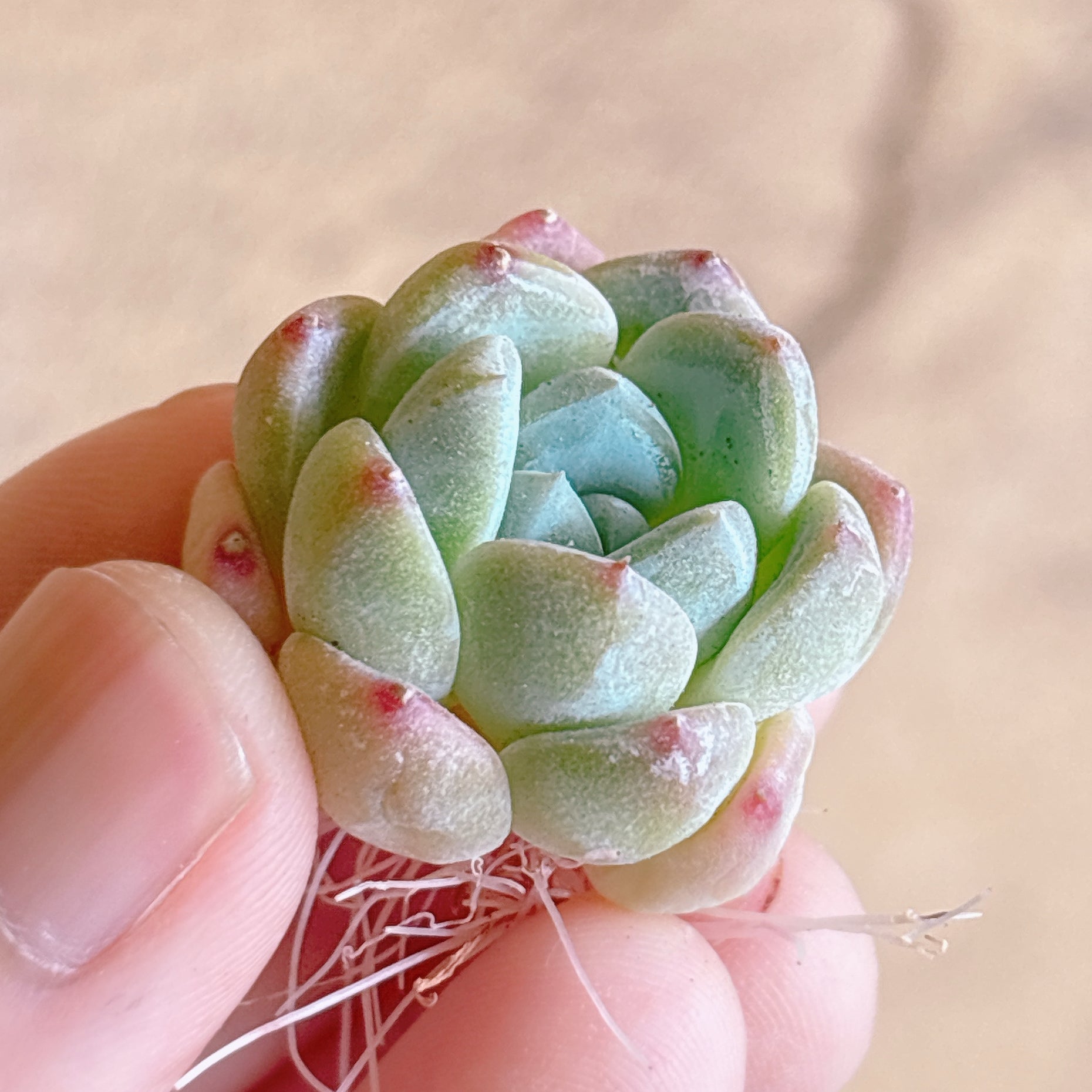 多肉植物