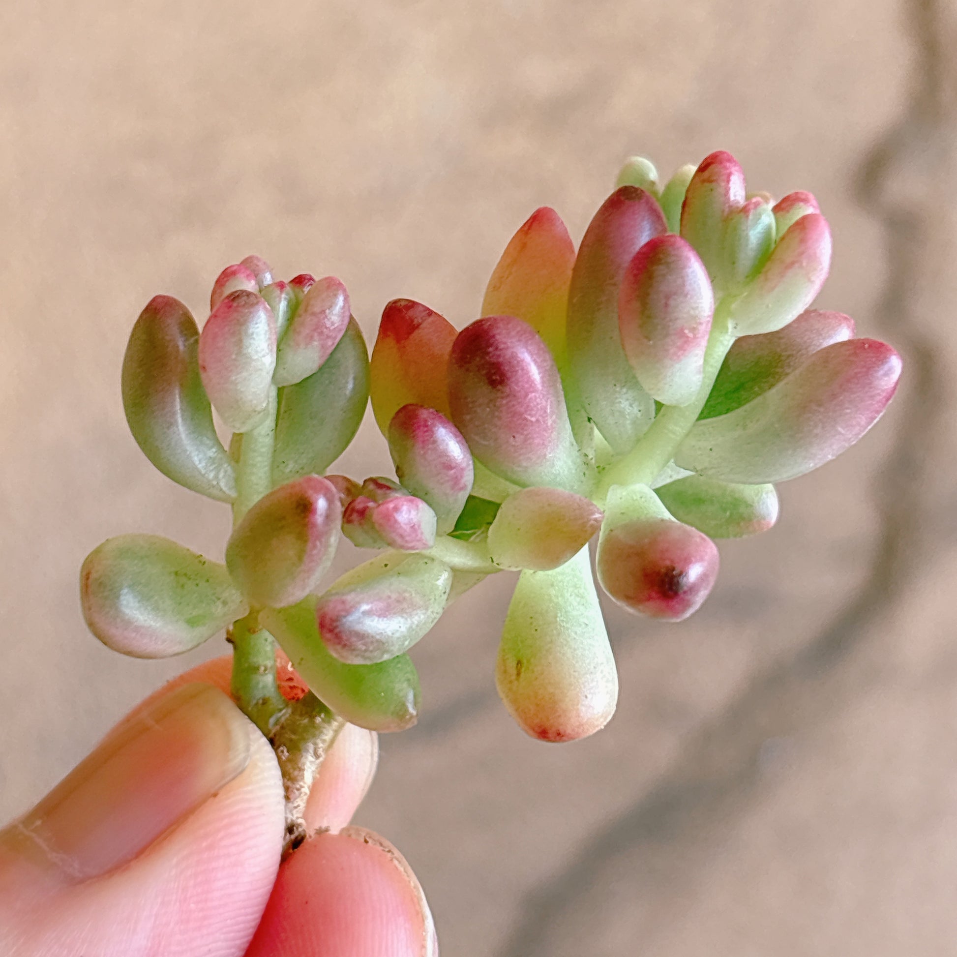 多肉植物