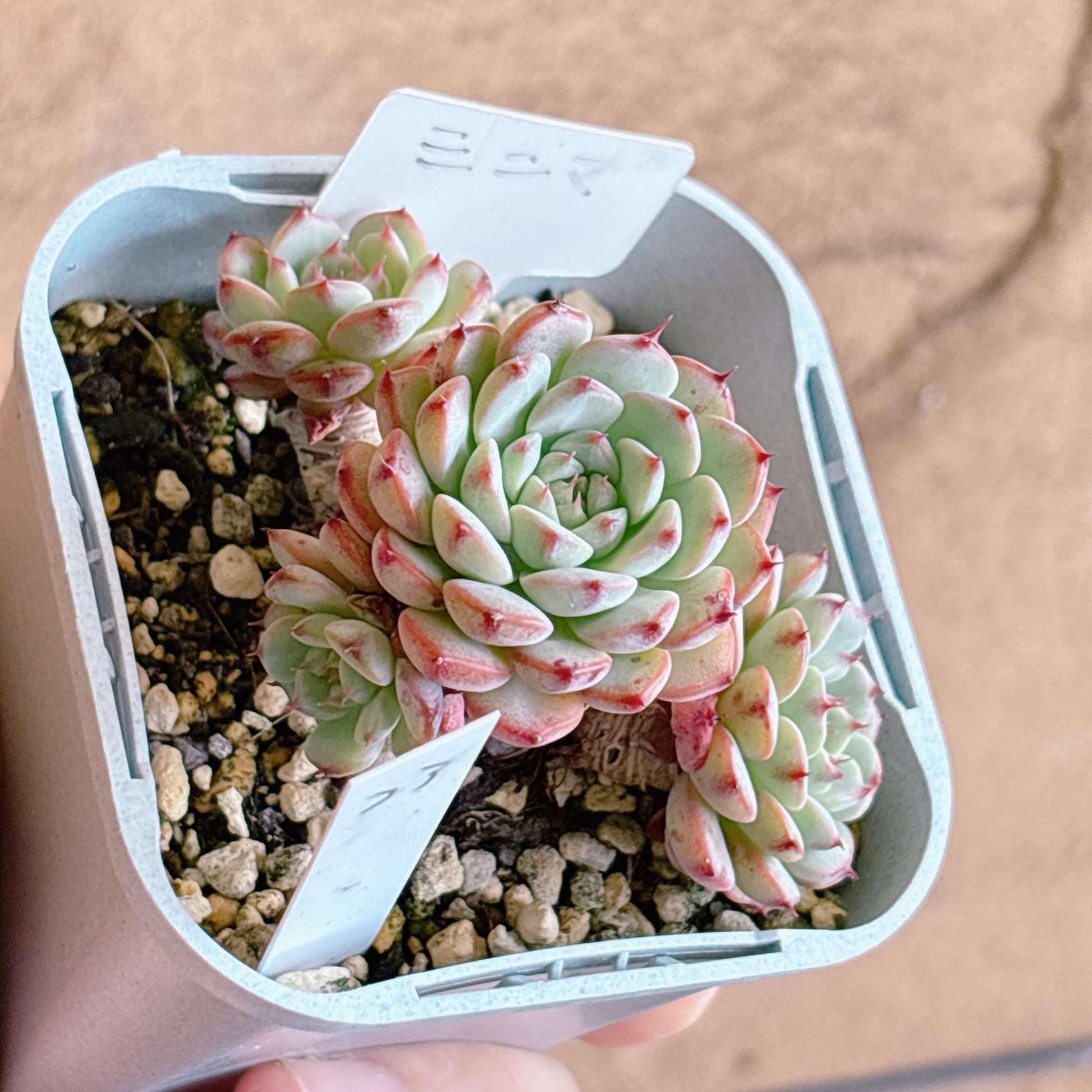 多肉植物