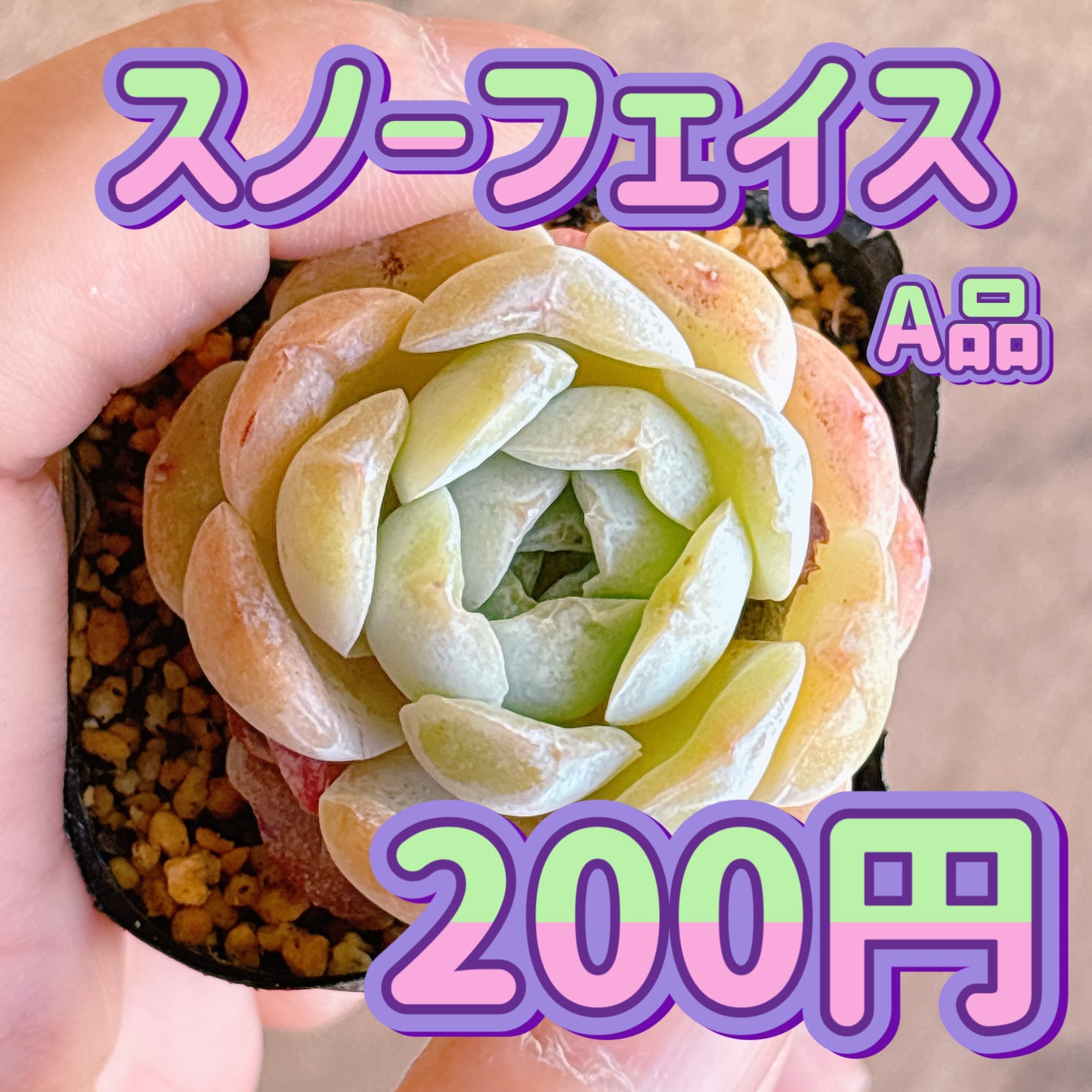 スノーフェイス　A品　根付き苗