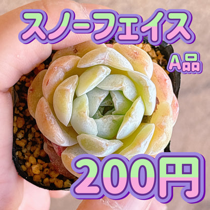 スノーフェイス　A品　根付き苗