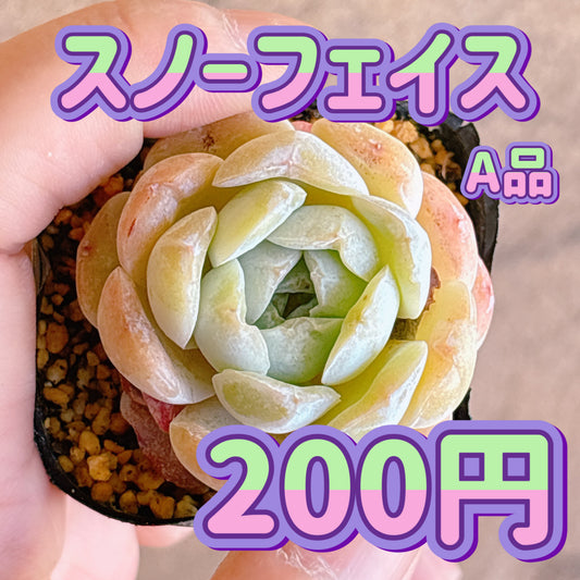 スノーフェイス　A品　根付き苗