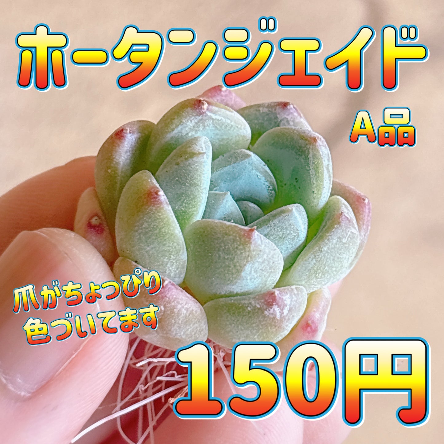 ホータンジェイド　A品　カット苗