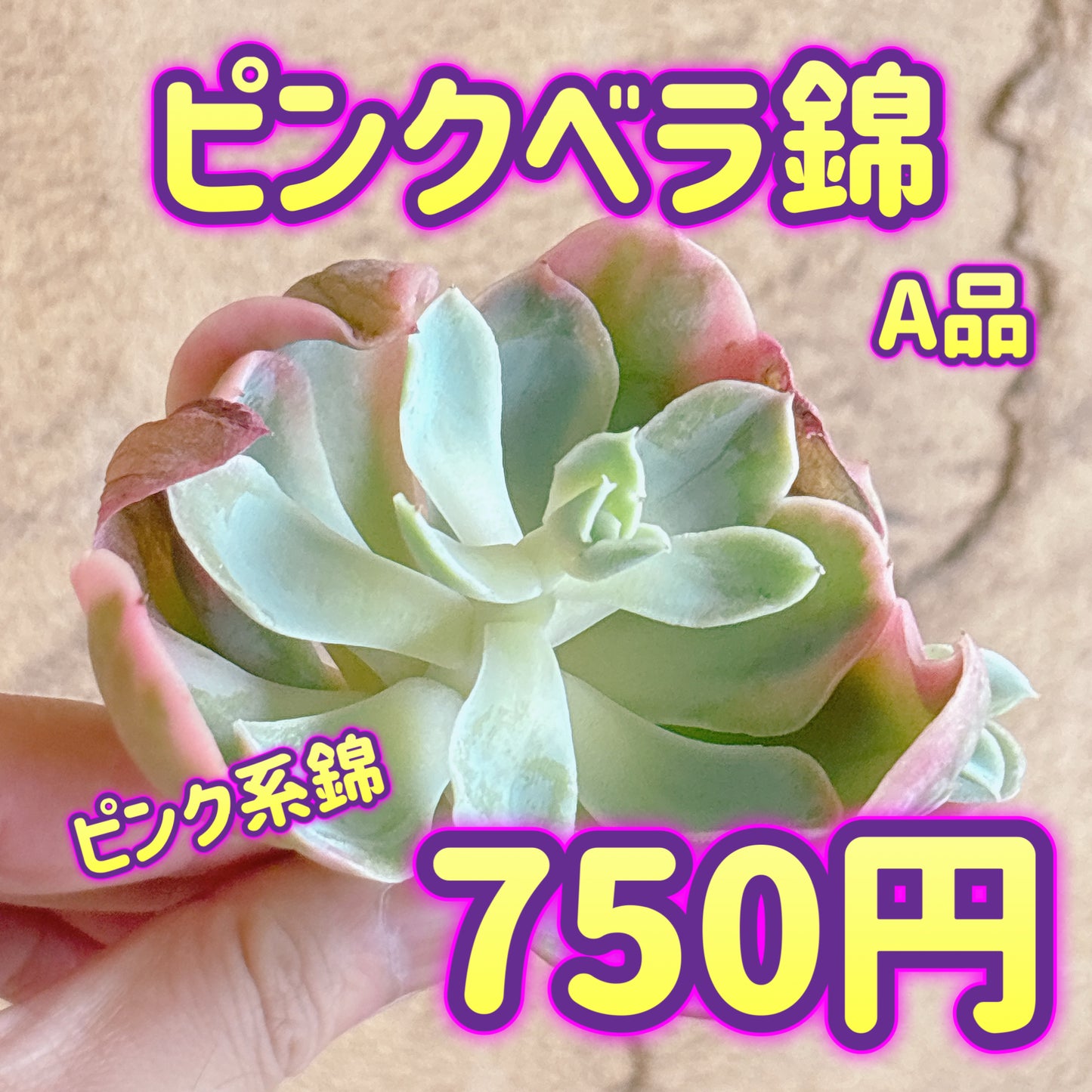 ピンクベラ錦　A品　カット苗