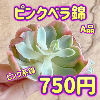 ピンクベラ錦　A品　カット苗