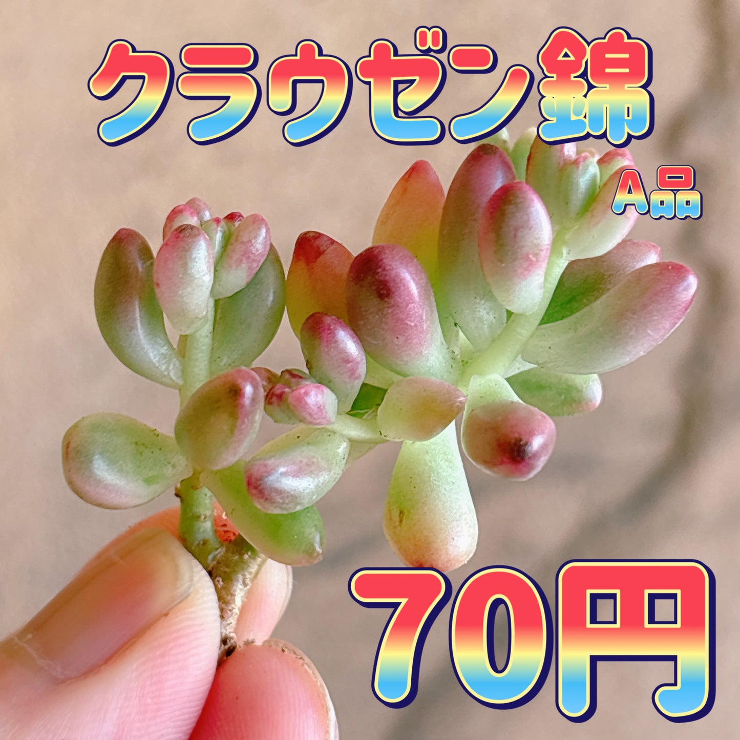 クラウゼン錦　A品　カット苗