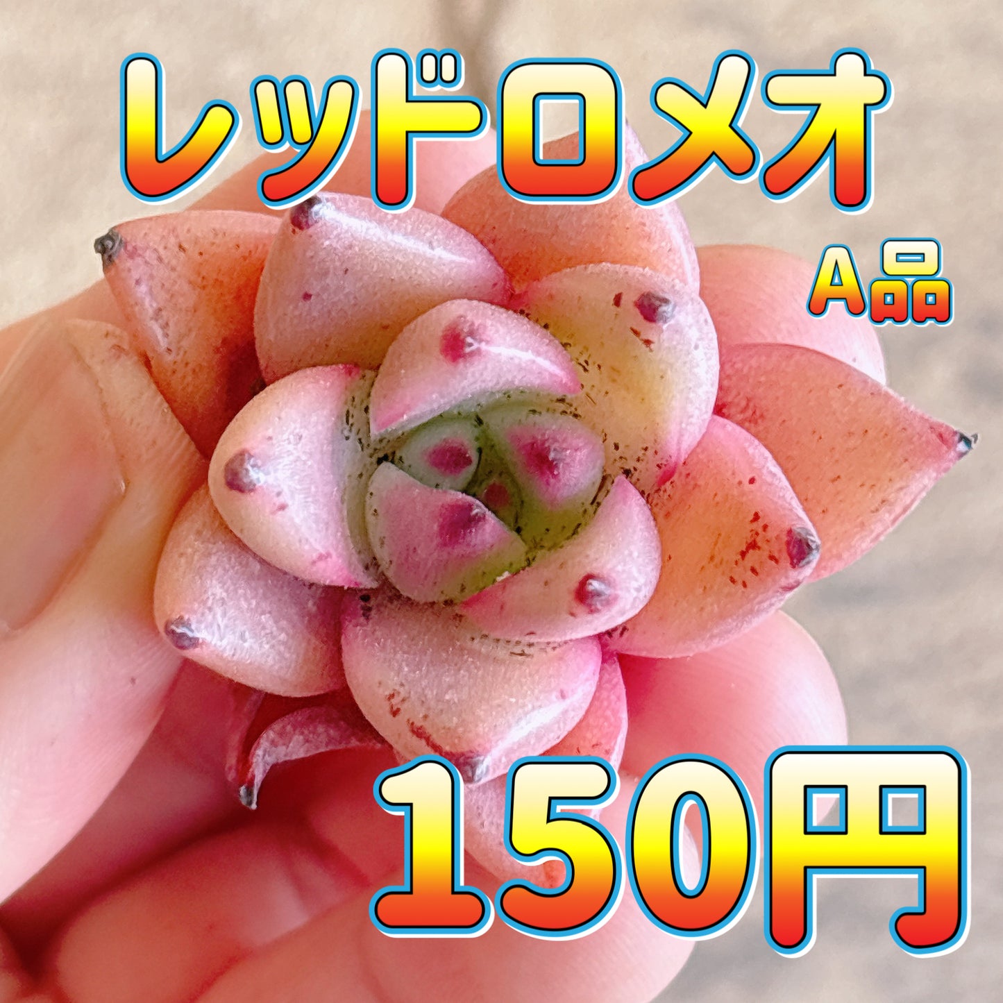 レッドロメオ　A品　カット苗