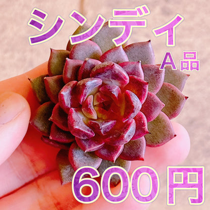 シンディー　A品　カット苗