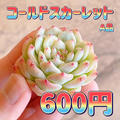 コールドスカーレット　A品　カット苗