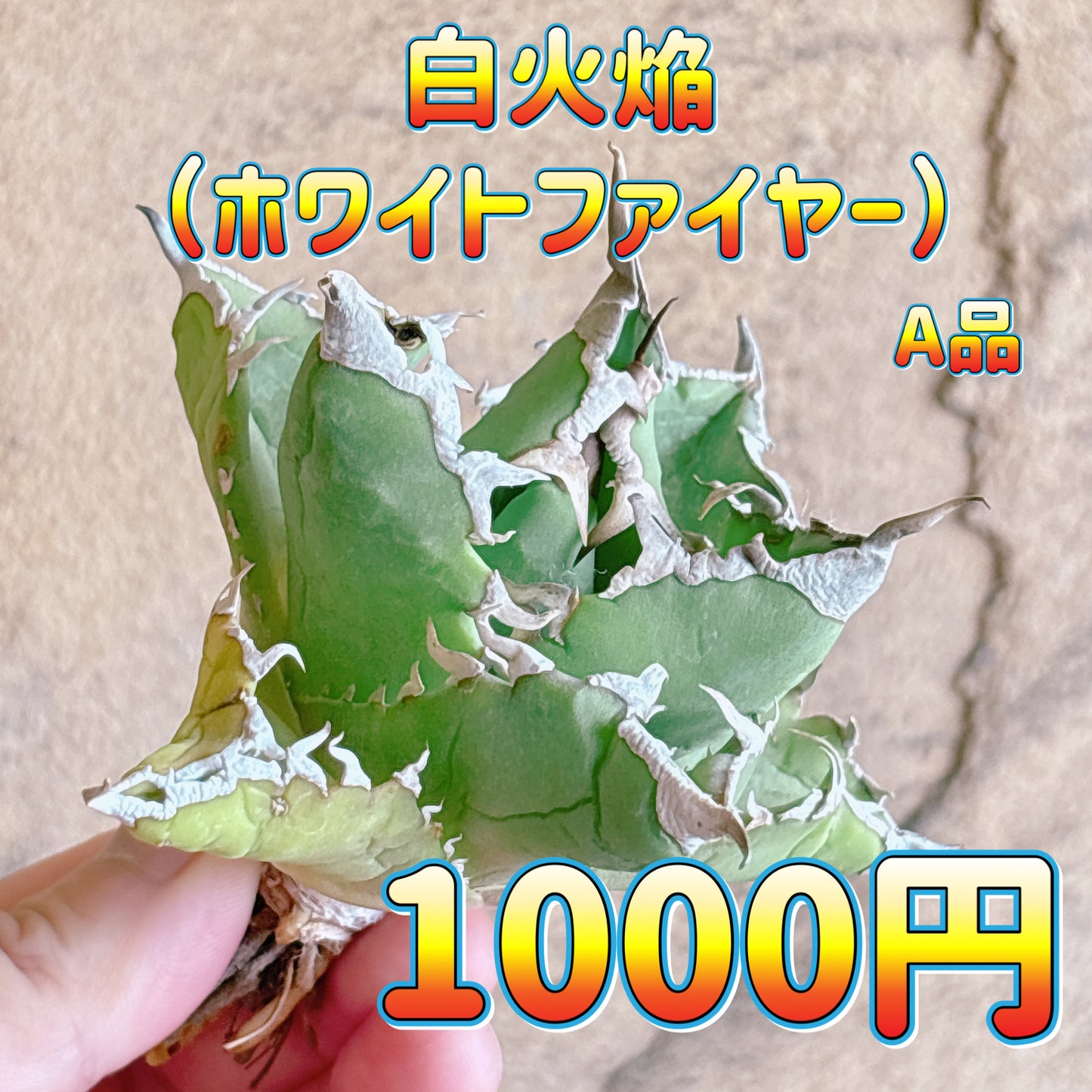 白火焔（ホワイトファイヤー）　A品　カット苗