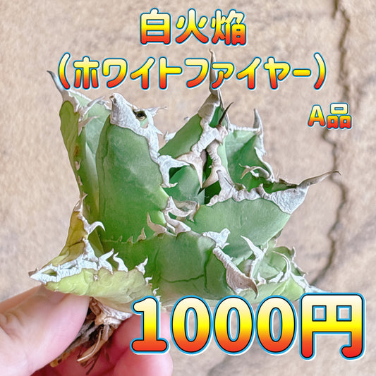 白火焔（ホワイトファイヤー）　A品　カット苗