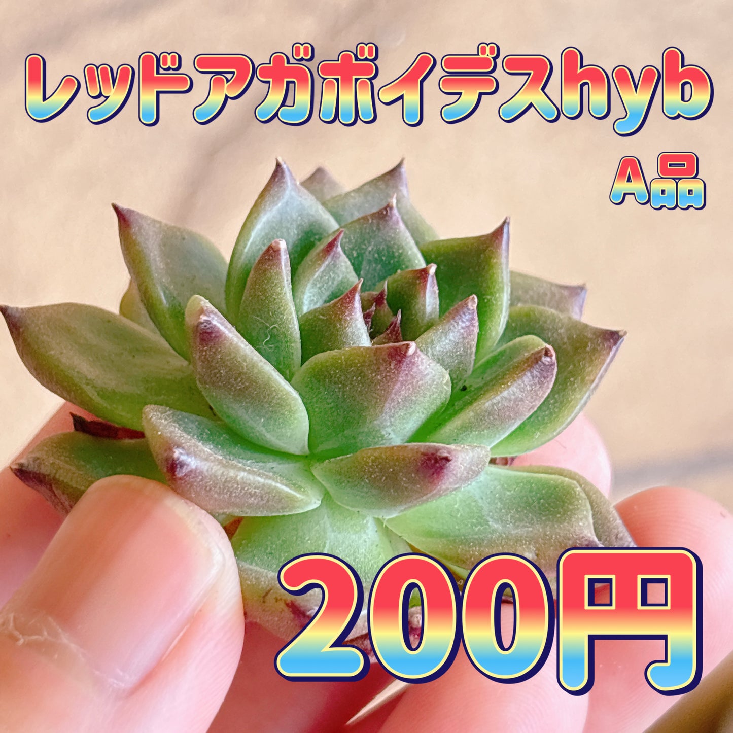 レッドアガボイデスhyb　A品　カット苗