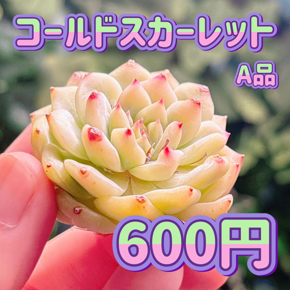 コールドスカーレット　A品　カット苗