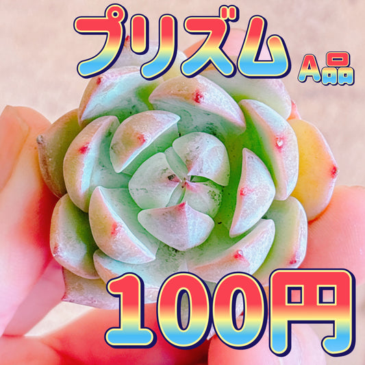 プリズム　A品　カット苗