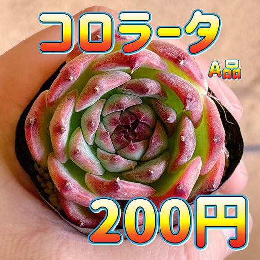 コロラータ　A品　根付き苗