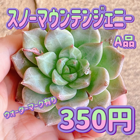 スノーマウンテンジェニー　A品　カット苗