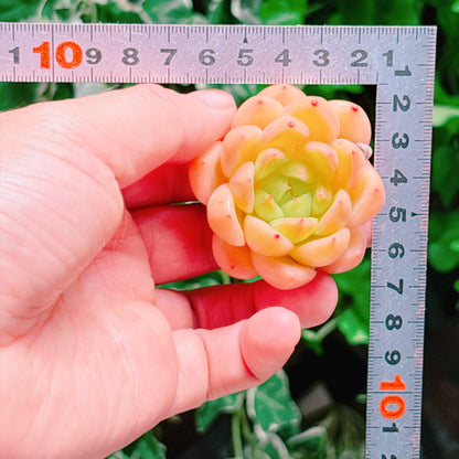 ベルベットブレイズ　特級品　カット苗