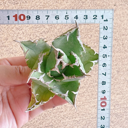 白火焔（ホワイトファイヤー）　A品　カット苗