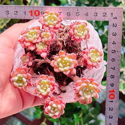 キュートバブル　A品　根付き苗