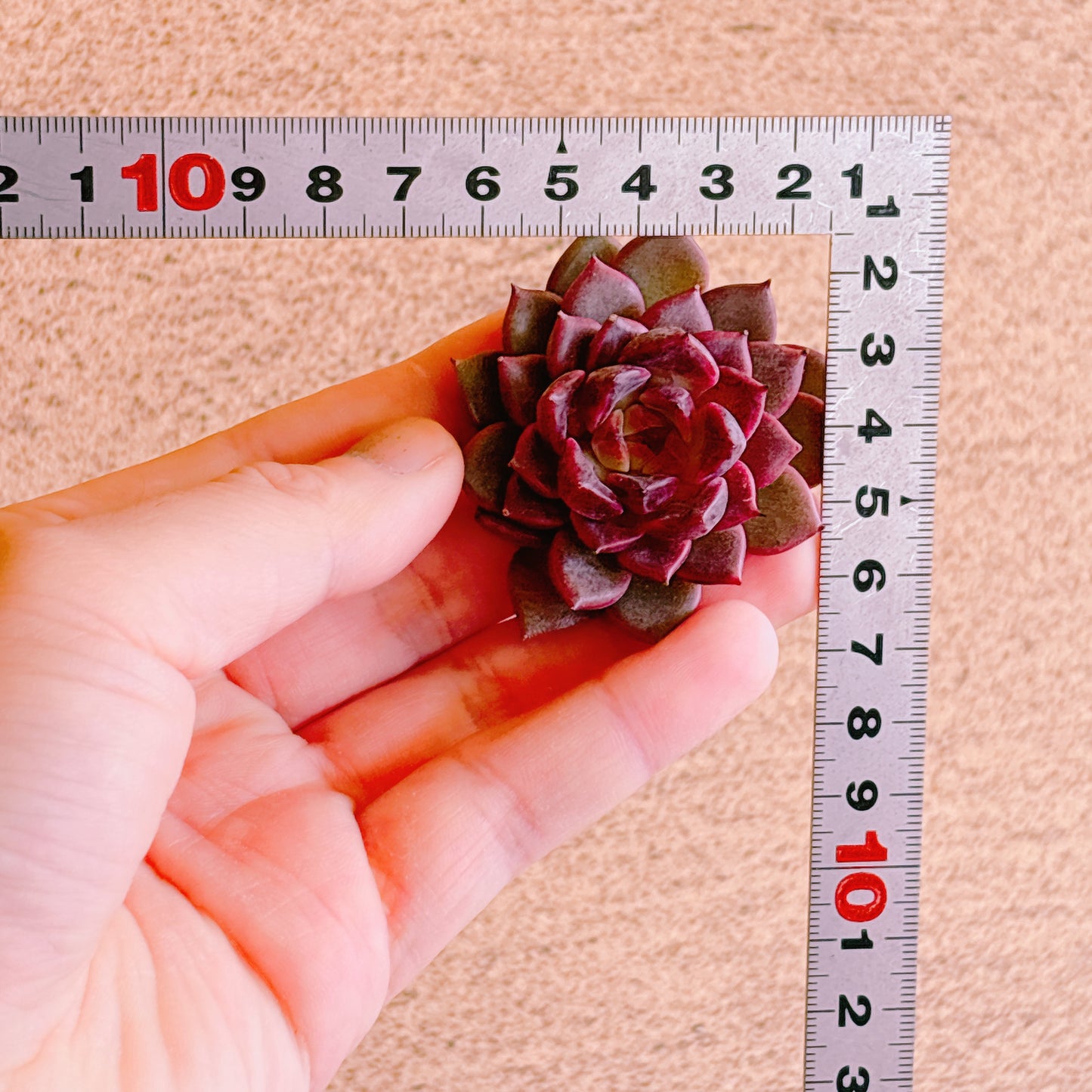 シンディー　A品　カット苗