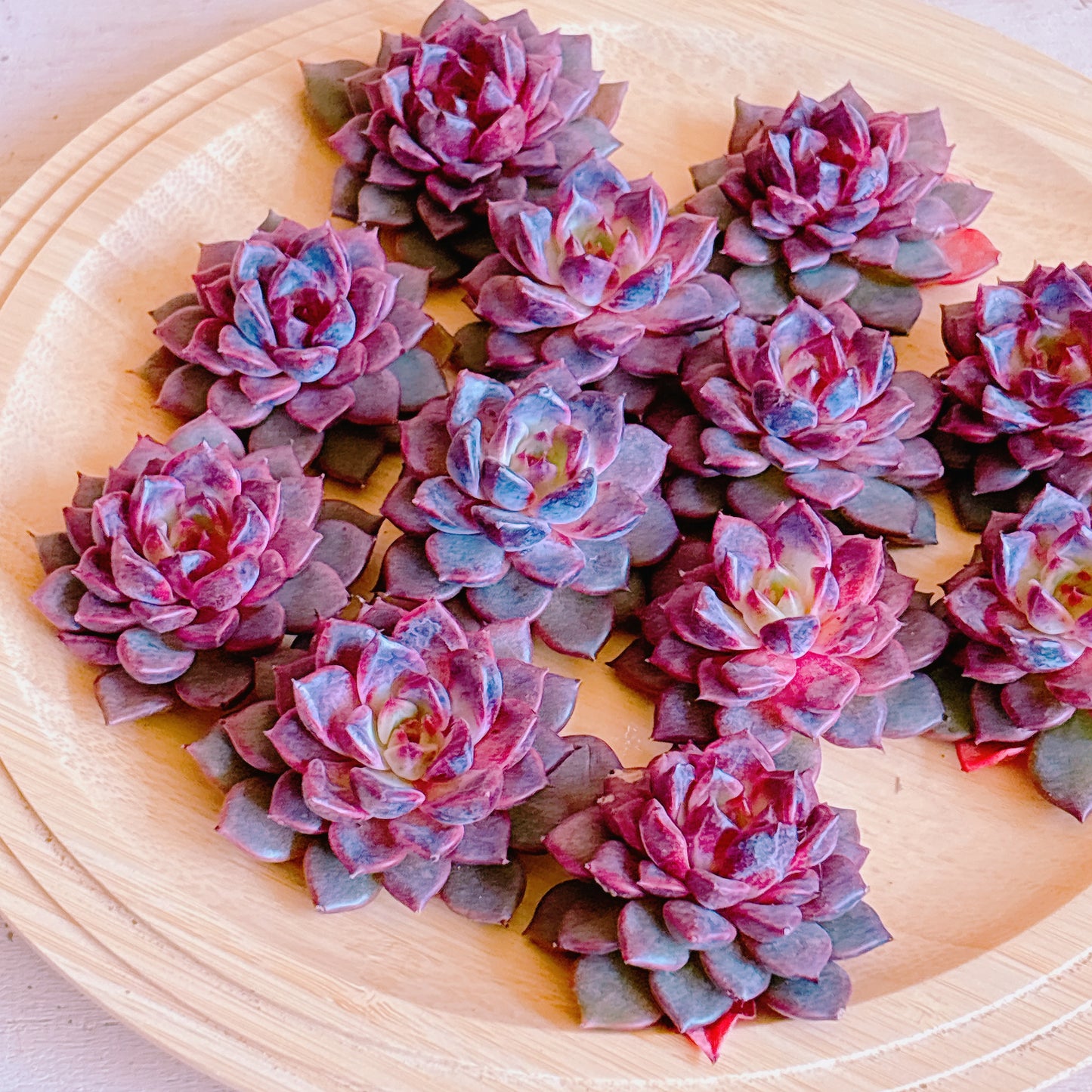 シンディー　A品　カット苗