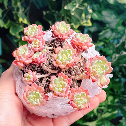キュートバブル　A品　根付き苗
