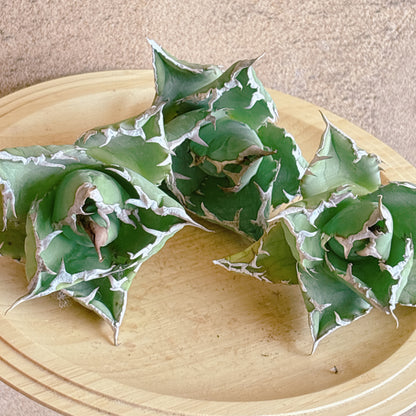 白火焔（ホワイトファイヤー）　A品　カット苗