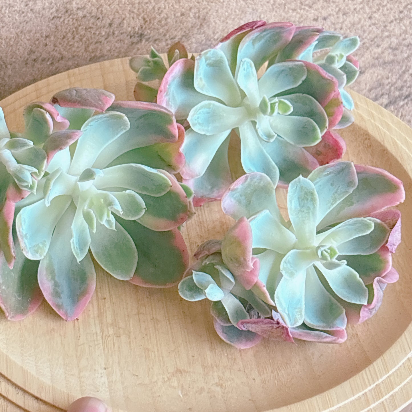 ピンクベラ錦　A品　カット苗