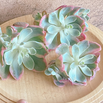 ピンクベラ錦　A品　カット苗