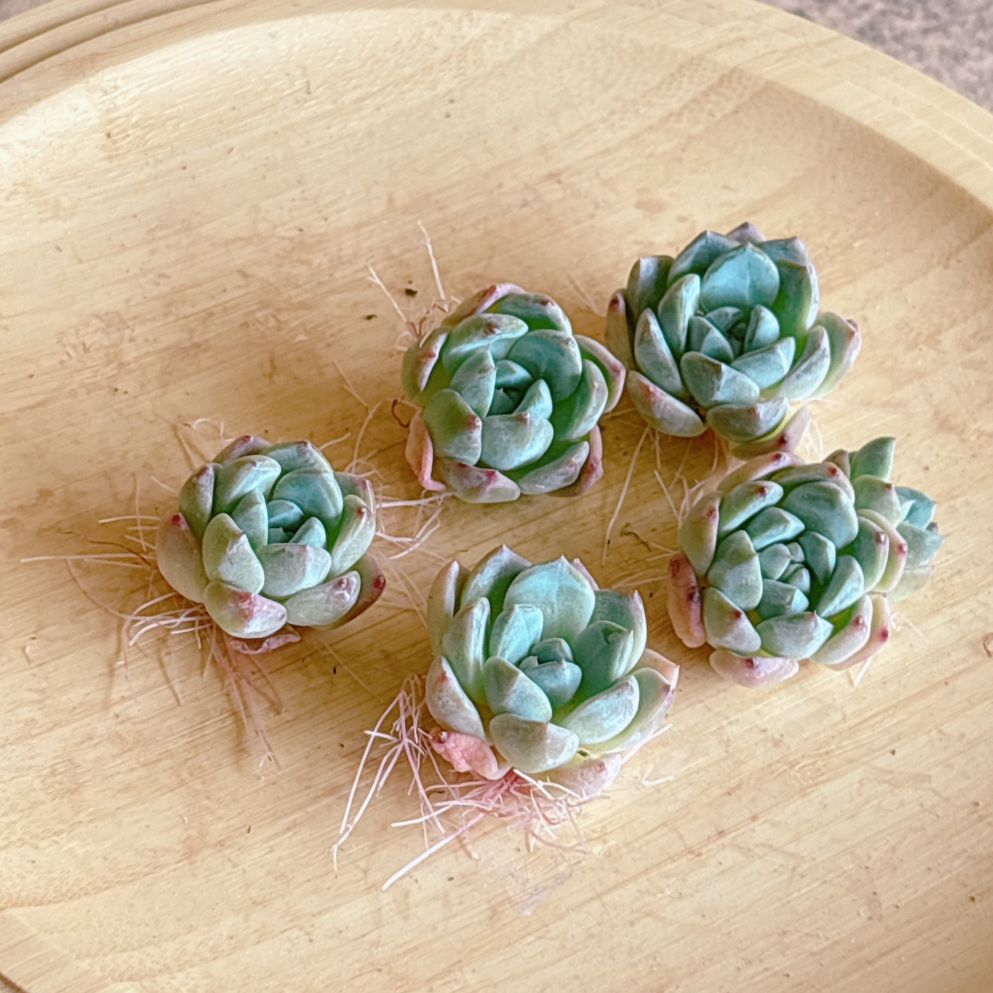ホータンジェイド　A品　カット苗