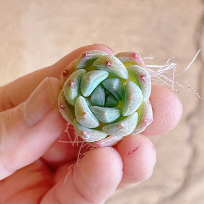 ホータンジェイド　A品　カット苗